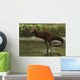 Carnotaurus Searching for Food Wall Decal