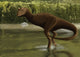 Carnotaurus Searching for Food Wall Decal