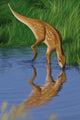 Hypsilophodon Drinking Water from Wall Decal