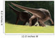 Confrontation between Two Pachycephalosaurus Wall Decal