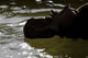 Pachyrhinosaurus Dinosaur Prehistoric Lake Wall Decal