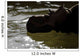 Pachyrhinosaurus Dinosaur Prehistoric Lake Wall Decal