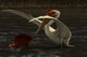 Quetzalcoatlus Hunting for Food Wall Decal