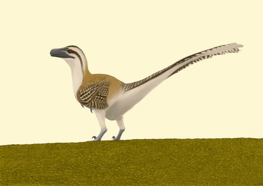 Dromaeosaurus Albertensis Wall Decal