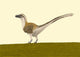 Dromaeosaurus Albertensis Wall Decal