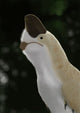 Oviraptor Mongoliensis Portrait Wall Decal