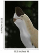 Oviraptor Mongoliensis Portrait Wall Decal