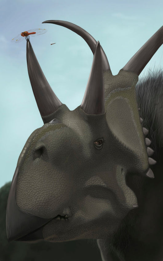 Close-up Diabloceratops Wall Decal