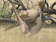 Two Velociraptor's during Mating Wall Decal