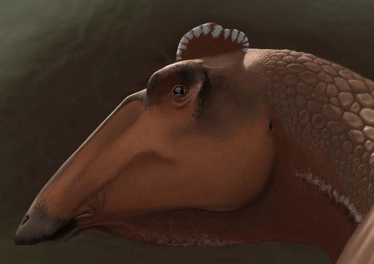 Edmontosaurus Regalis Dinosaur Portrait Wall Decal
