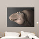 Portrait Head Lythronax Dinosaur Wall Decal