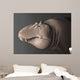 Portrait Head Lythronax Dinosaur Wall Decal