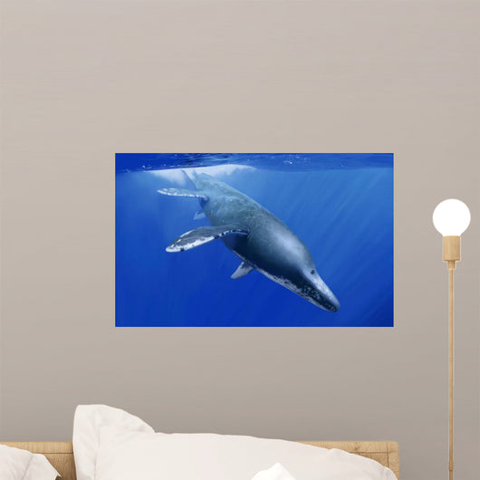 Kronosaurus Queenslandicus Dives into Wall Decal