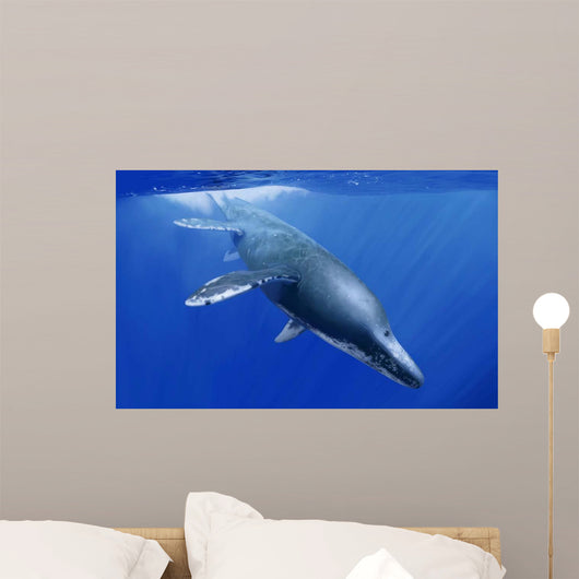 Kronosaurus Queenslandicus Dives into Wall Decal