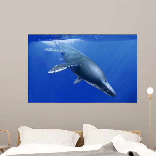 Kronosaurus Queenslandicus Dives into Wall Decal