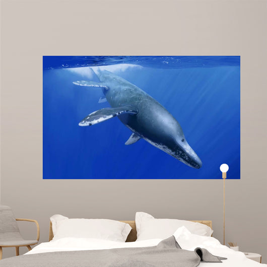 Kronosaurus Queenslandicus Dives into Wall Decal