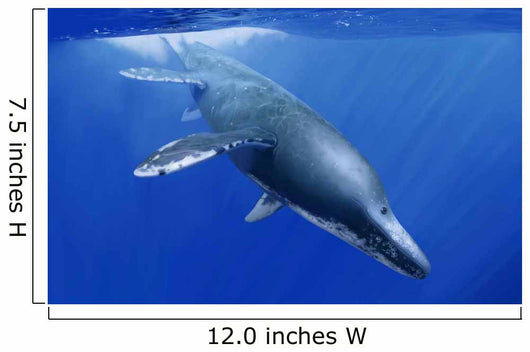 Kronosaurus Queenslandicus Dives into Wall Decal