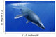 Kronosaurus Queenslandicus Dives into Wall Decal