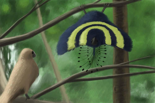 Male Xiaotingia Zhengi Bird Wall Decal