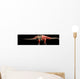 Apatosaurus Skeleton and Muscles Wall Decal