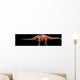 Apatosaurus Skeleton and Muscles Wall Decal