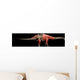 Apatosaurus Skeleton and Muscles Wall Decal