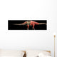 Apatosaurus Skeleton and Muscles Wall Decal