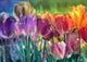 Tulip Farm Wall Mural