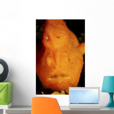 Face Shot Orange Frogfish Wall Decal shown on a wall