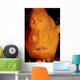 Face Shot Orange Frogfish Wall Decal