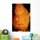 Face Shot Orange Frogfish Wall Decal