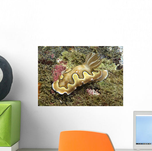 Chromodoris Coi Beige Nudibranch Wall Decal