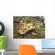 Chromodoris Coi Beige Nudibranch Wall Decal