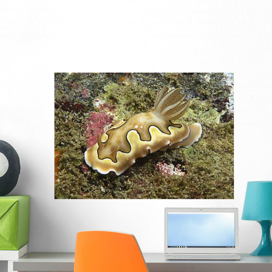 Chromodoris Coi Beige Nudibranch Wall Decal