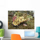 Chromodoris Coi Beige Nudibranch Wall Decal
