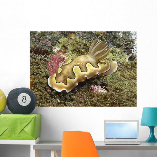 Chromodoris Coi Beige Nudibranch Wall Decal