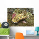 Chromodoris Coi Beige Nudibranch Wall Decal