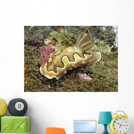 Chromodoris Coi Beige Nudibranch Wall Decal