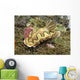 Chromodoris Coi Beige Nudibranch Wall Decal