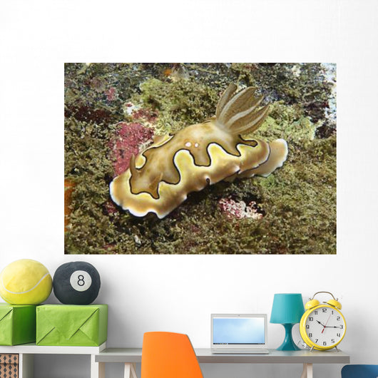 Chromodoris Coi Beige Nudibranch Wall Decal