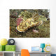 Chromodoris Coi Beige Nudibranch Wall Decal