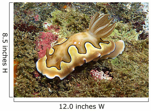 Chromodoris Coi Beige Nudibranch Wall Decal