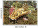 Chromodoris Coi Beige Nudibranch Wall Decal