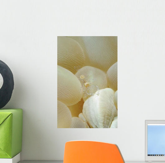 Spotted Cleaner Shrimp Beige Wall Decal