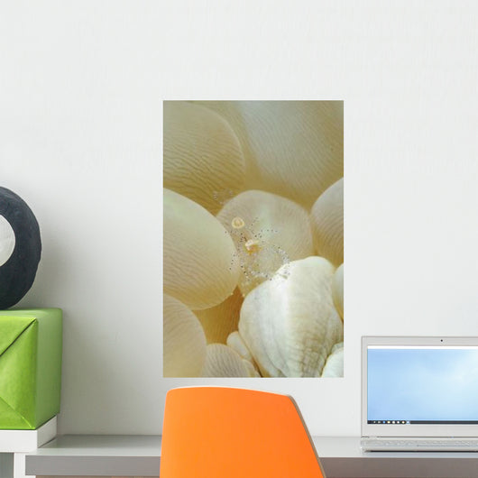 Spotted Cleaner Shrimp Beige Wall Decal