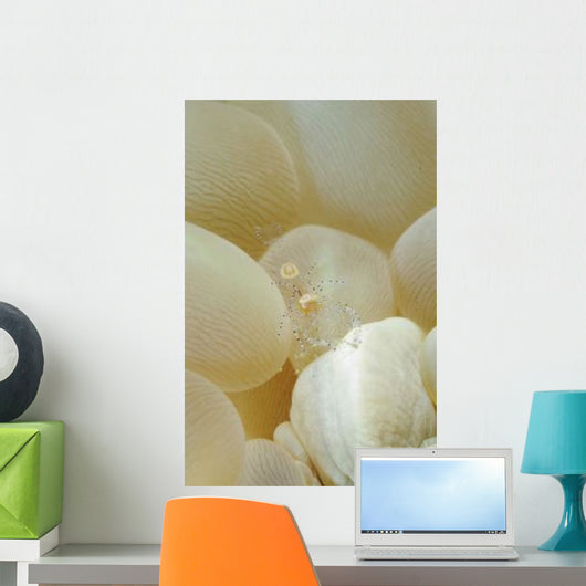 Spotted Cleaner Shrimp Beige Wall Decal