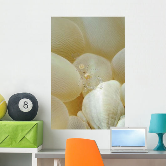 Spotted Cleaner Shrimp Beige Wall Decal
