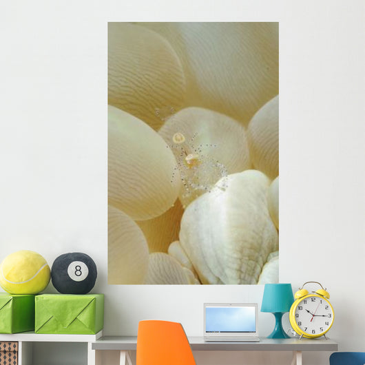 Spotted Cleaner Shrimp Beige Wall Decal