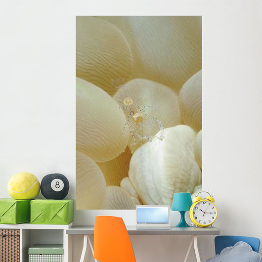 Spotted Cleaner Shrimp Beige Wall Decal