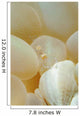 Spotted Cleaner Shrimp Beige Wall Decal